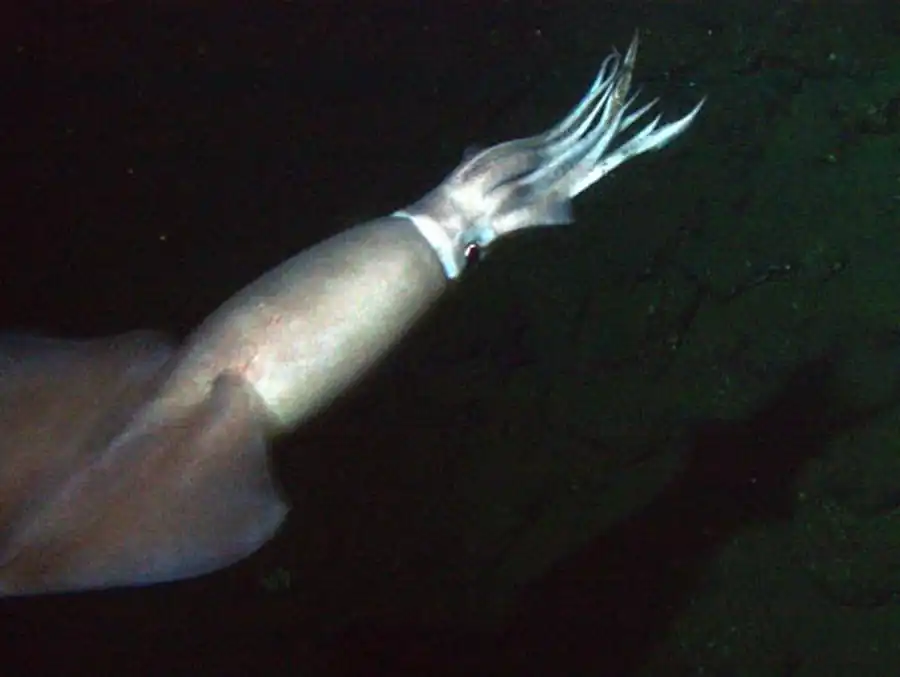 Строение гладиуса кальмара Sthenoteuthis oualaniensis