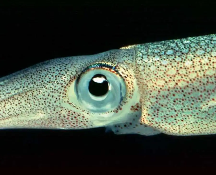 Особенности строения кальмара Sthenoteuthis oualaniensis Особенности строения кальмара Sthenoteuthis oualaniensis