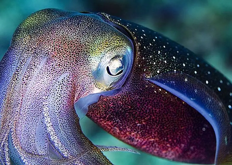 Рост слоев, составляющих гладиус кальмара Рост слоев, составляющих гладиус кальмара