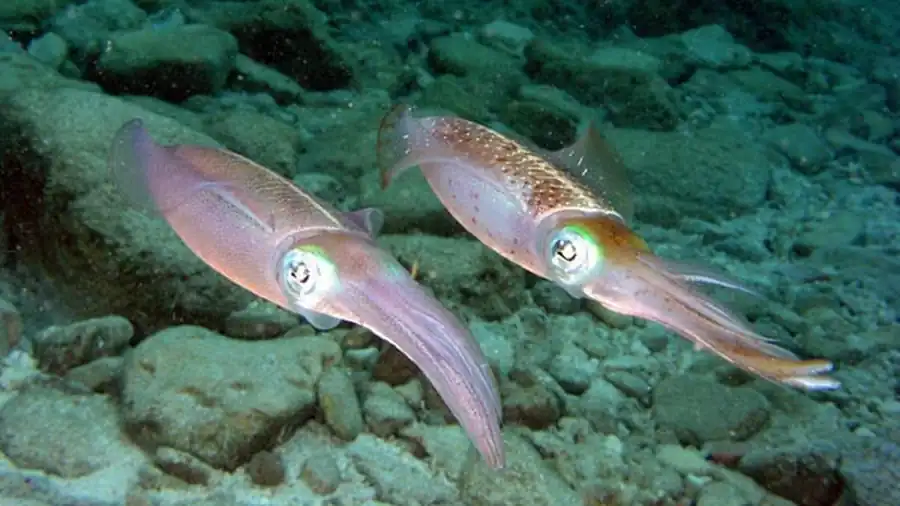 Рост остракума, гипостракума и перистракума Рост остракума, гипостракума и перистракума