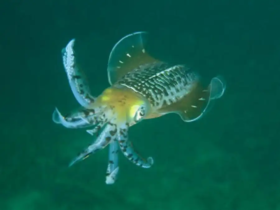 Соотношение длины гладиуса и мантии и его изменение в онтогенезе Соотношение длины гладиуса и мантии и его изменение в онтогенезе