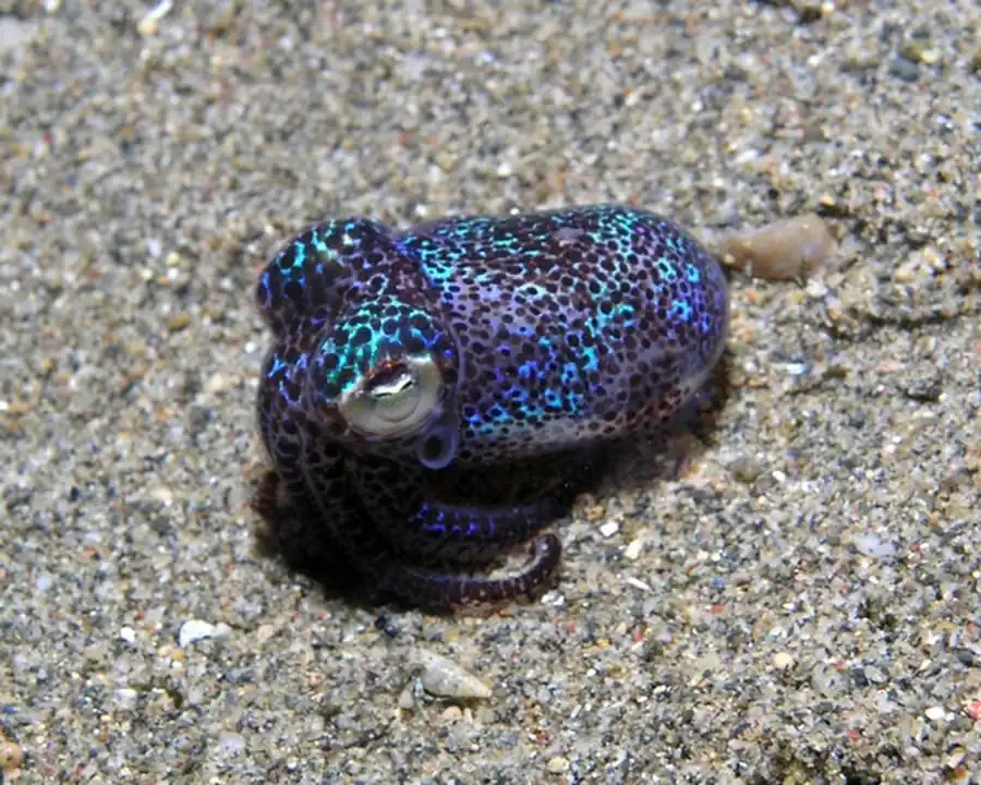 Строение альвеолы онихотевтид Строение альвеолы онихотевтид