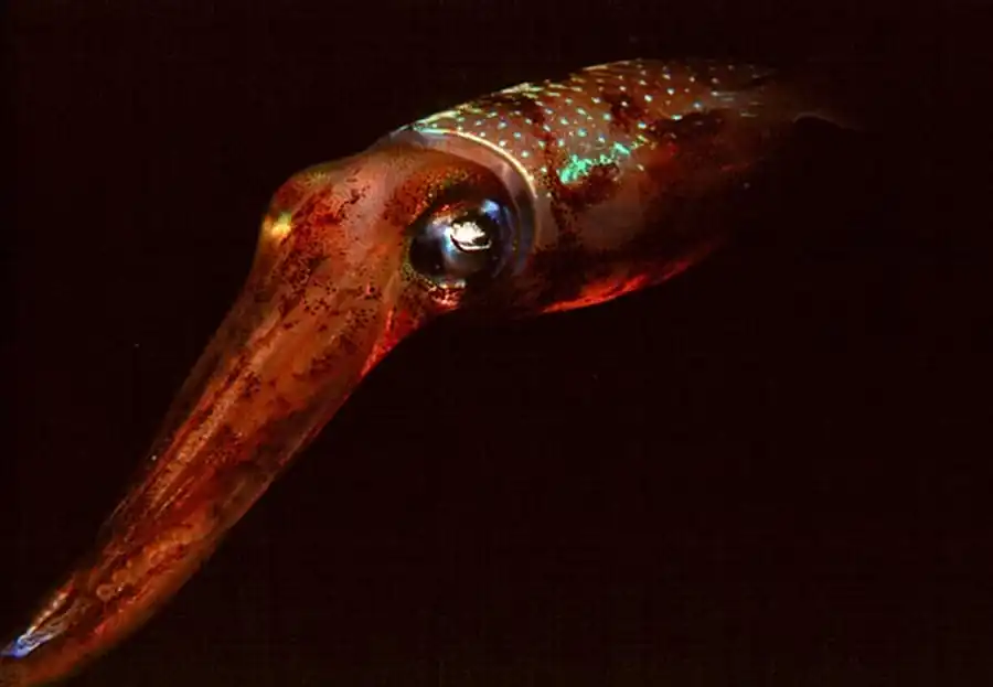 Микроструктура рострума кальмара Микроструктура рострума кальмара