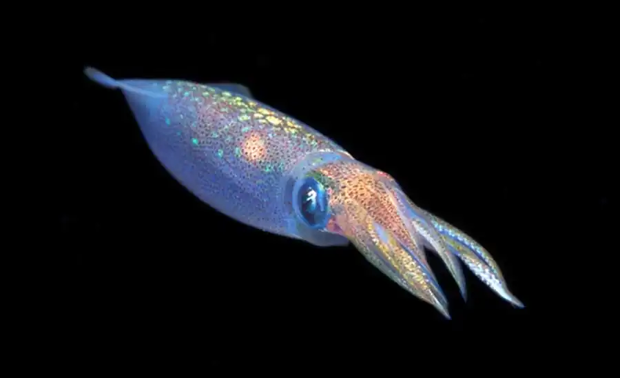 Периодичность формирования слоев рострума кальмара Периодичность формирования слоев рострума кальмара