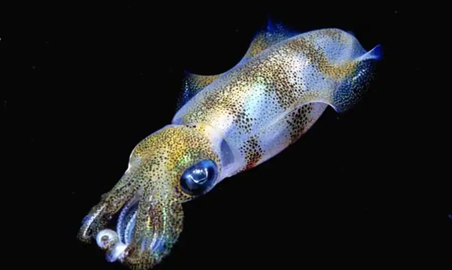 Сравнение периодичности роста гладиуса кальмара Сравнение периодичности роста гладиуса кальмара