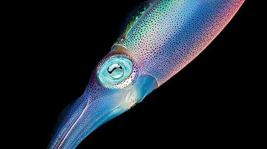 Формирования слоев гладиуса и статолитов кальмаров Формирования слоев гладиуса и статолитов кальмаров