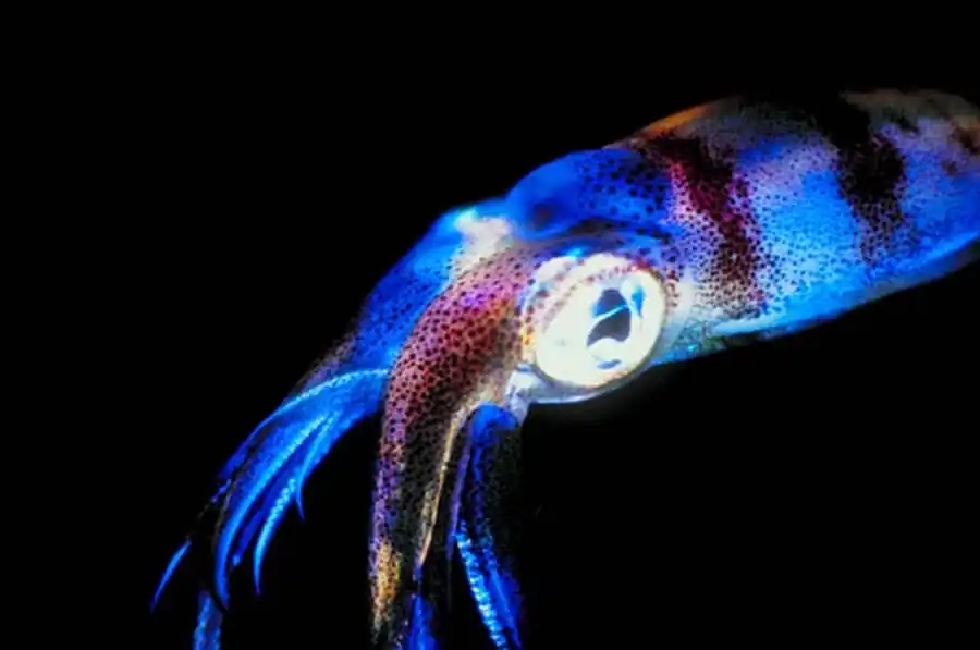 Характер роста Sthenoteuthis oualaniensis Характер роста Sthenoteuthis oualaniensis