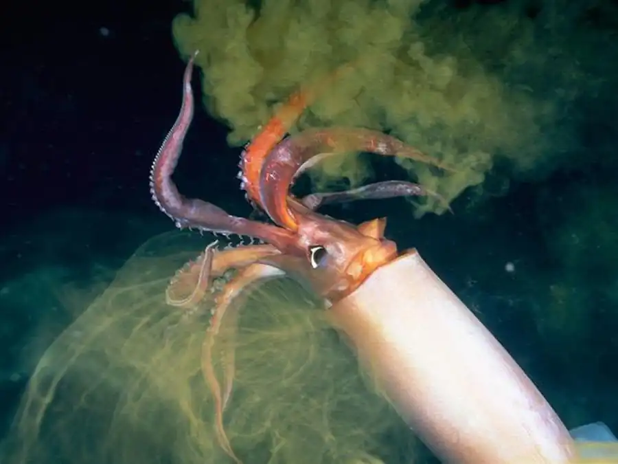 Эволюция рострума ряда кальмаров шла по пути его редукции Эволюция рострума ряда кальмаров шла по пути его редукции