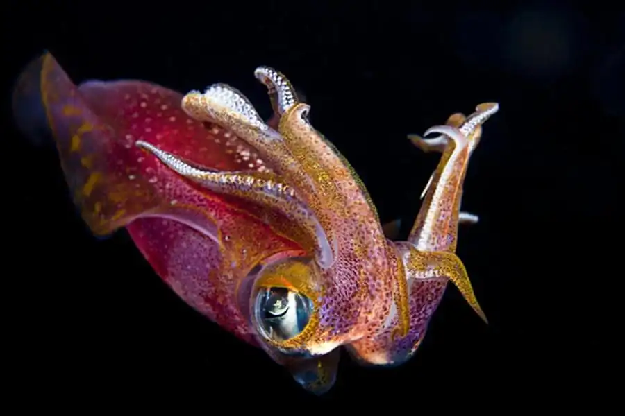 Групповой рост и оценки возраста по гладиусам Illex argentinus