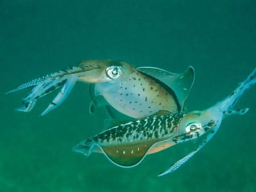 Скорость роста аргентинского кальмара Скорость роста аргентинского кальмара