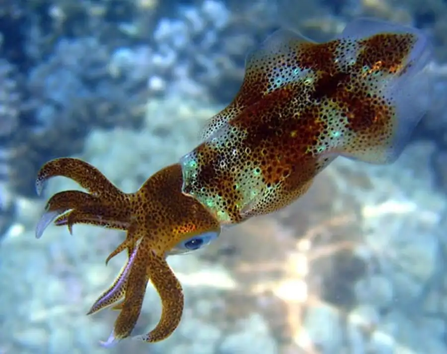 Рост североатлантического короткоперого кальмара Illex coindetii Рост североатлантического короткоперого кальмара Illex coindetii