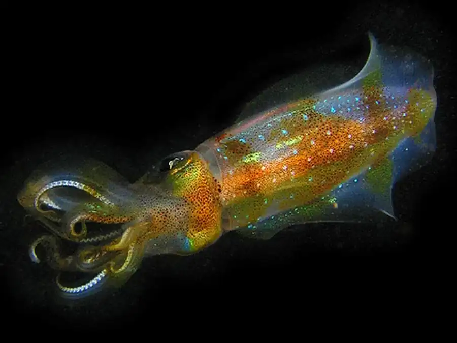 Рост североатлантического короткоперого кальмара Рост североатлантического короткоперого кальмара