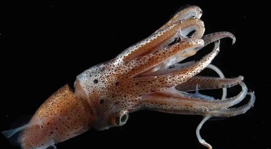 Рост северного кальмара-стрелки Todarodes sagittatus Рост северного кальмара-стрелки Todarodes sagittatus