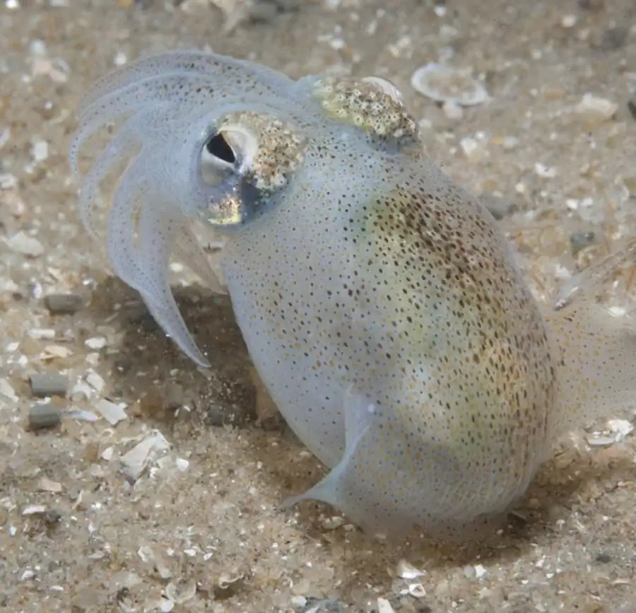 Рост северного кальмара-стрелки Рост северного кальмара-стрелки