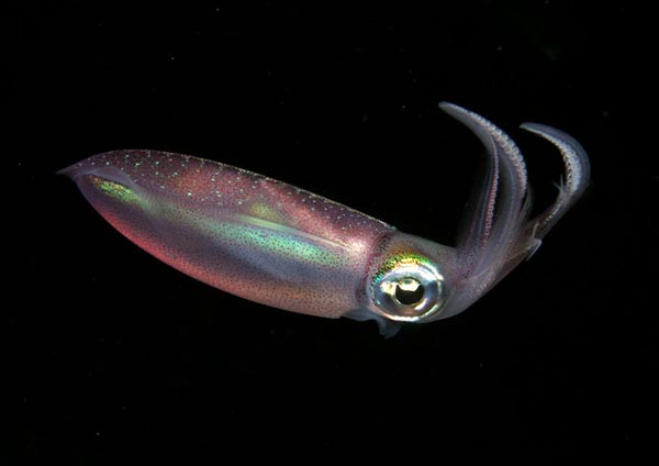 Рост северного кальмара Todarodes sagittatus