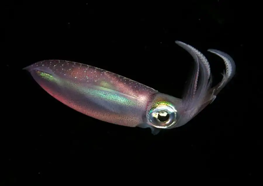 Рост северного кальмара Todarodes sagittatus Рост северного кальмара Todarodes sagittatus