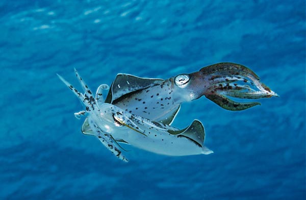 Рост кальмара-орнитотевтиса Ornithoteuthis volatilis
