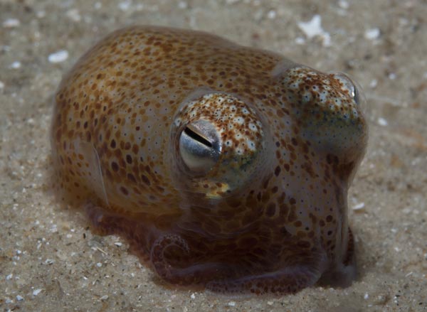 Рост кальмара-гиалотевтиса Hyaloteuthis pelagica