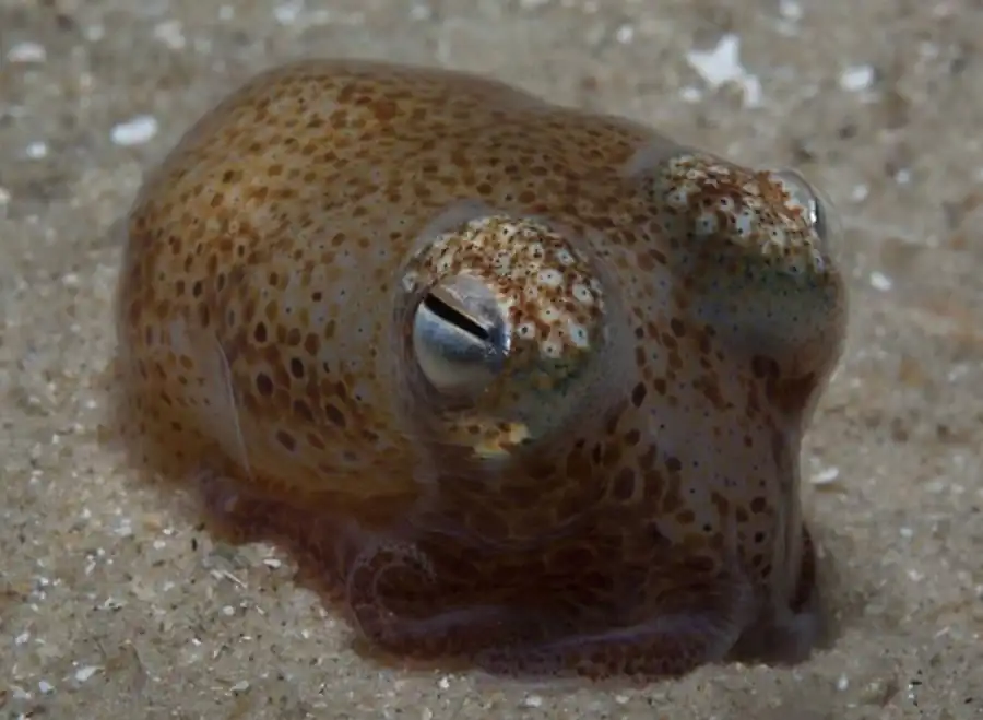 Рост кальмара-гиалотевтиса Hyaloteuthis pelagica Рост кальмара-гиалотевтиса Hyaloteuthis pelagica