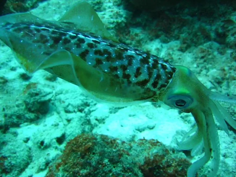 Рост кальмара-гиалотевтиса Рост кальмара-гиалотевтиса