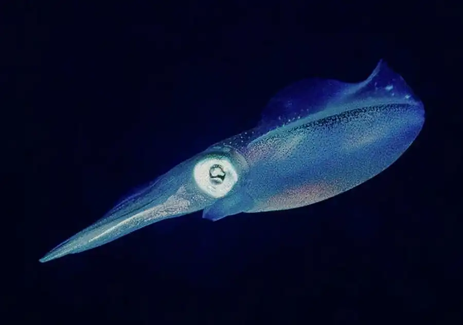 Рост кальмара-дозидикуса Рост кальмара-дозидикуса