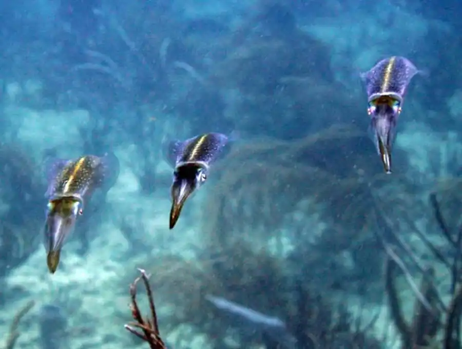 Рост кальмара-уаланиензиса Sthenoteuthis oualaniensis Рост кальмара-уаланиензиса Sthenoteuthis oualaniensis