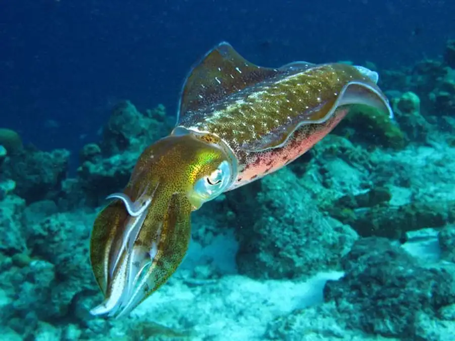 Рост кальмаров экваториальной группировки Рост кальмаров экваториальной группировки