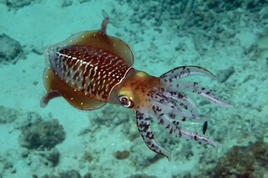 Рост кальмаров тропической группировки Рост кальмаров тропической группировки