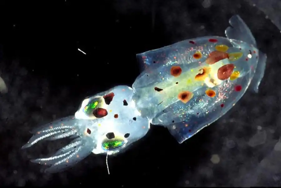 Рост кальмаров красноморско-аравийской группы Рост кальмаров красноморско-аравийской группы