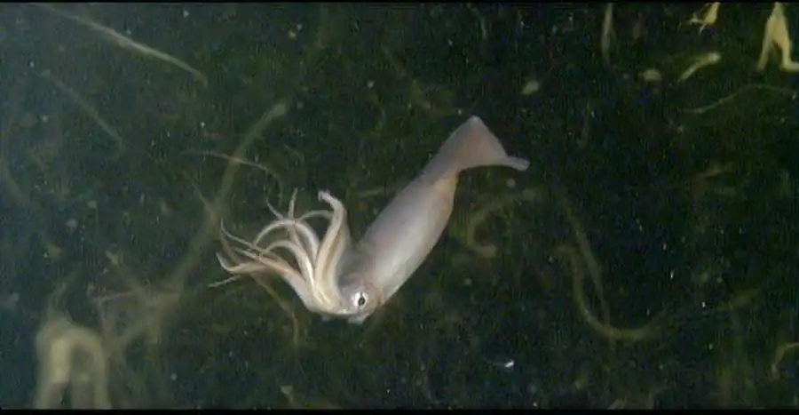 Рост красноморско-аравийских кальмаров Рост красноморско-аравийских кальмаров