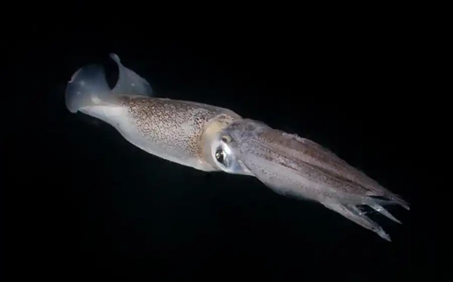 Анализ индивидуальных кривых роста кальмара-уаланиензиса Анализ индивидуальных кривых роста кальмара-уаланиензиса