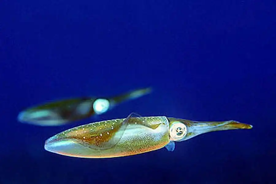 Анализ индивидуальных кривых роста кальмара вида уаланиензис Анализ индивидуальных кривых роста кальмара вида уаланиензис