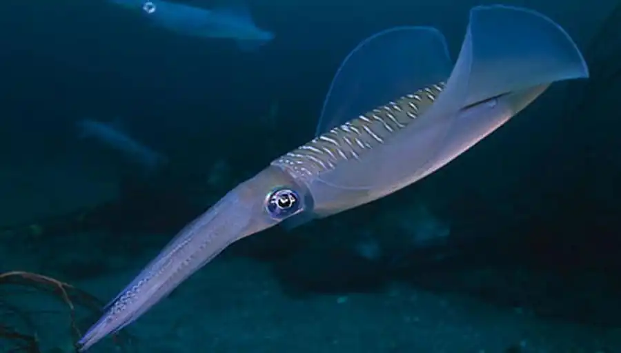 Анализ индивидуальных кривых роста уаланиензиса Анализ индивидуальных кривых роста уаланиензиса