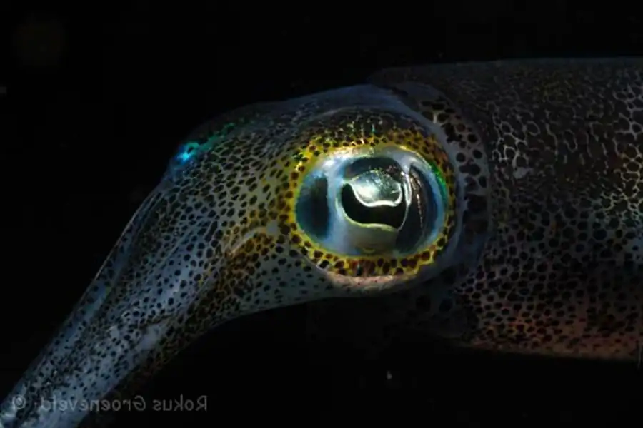 Итоги изучения гладиуса кальмаров