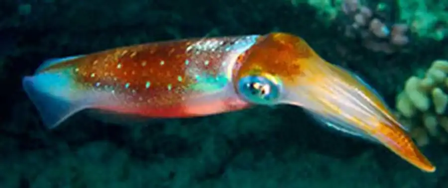 Сравнительный морфологический анализ гладиусов современных кальмаров