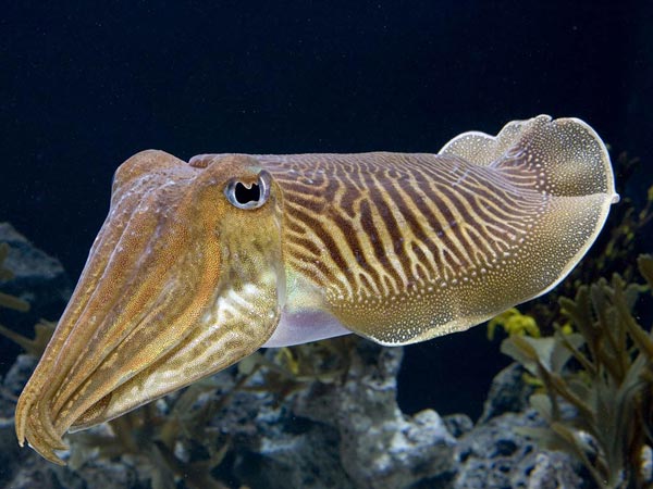 Результаты исследования сравнительной морфологии гладиусов