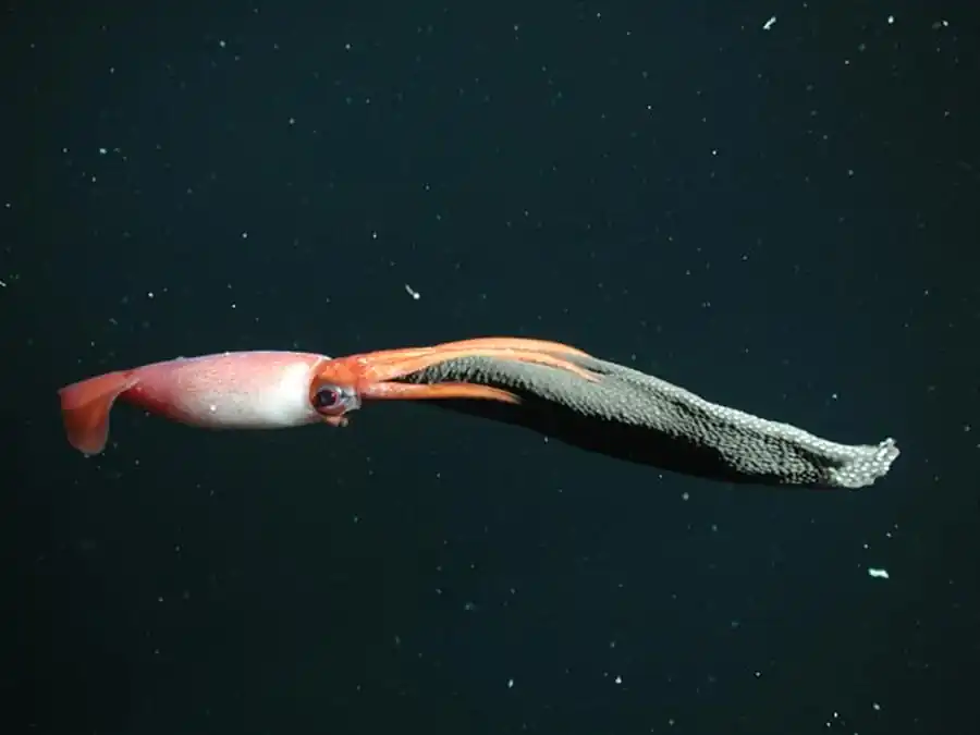 Сравнение гладиусов современных оммастрефид