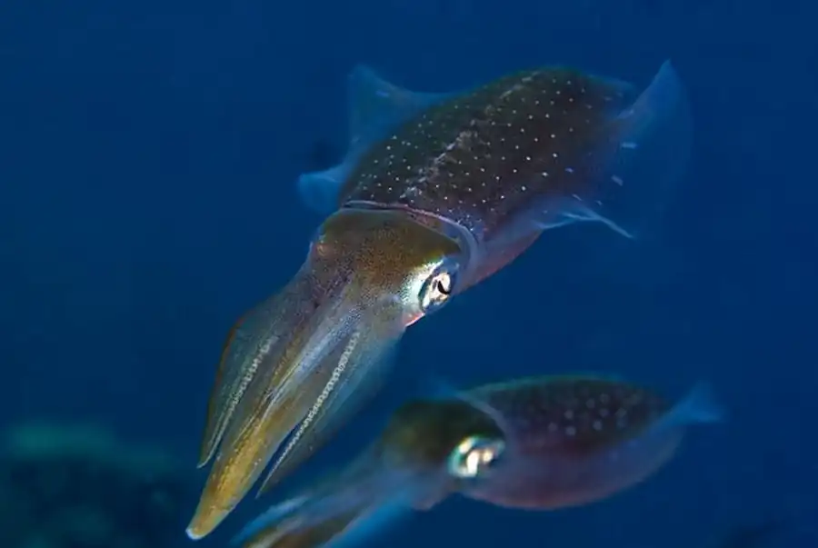 Новые возможности в области изучения кальмаров Новые возможности в области изучения кальмаров