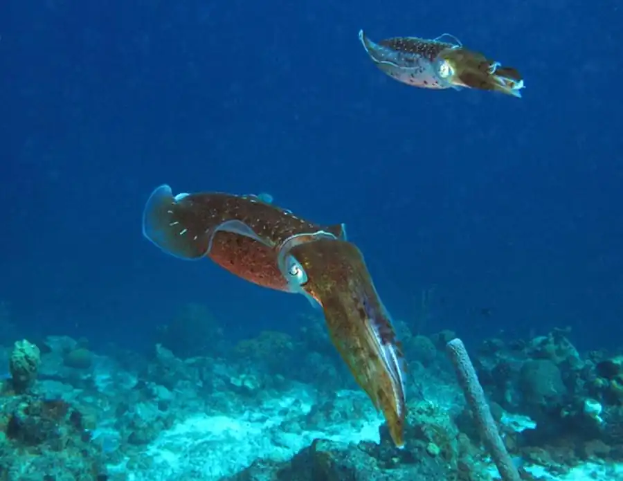 Выводы изучения гладиусов кальмара