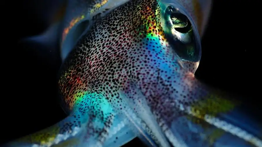 Сбор и хранение гладиусов Сбор и хранение гладиусов