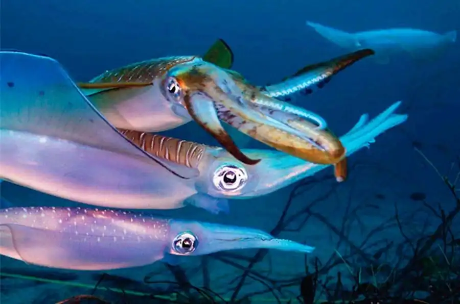 Список литературы по кальмарам. Часть 1 Список литературы по кальмарам. Часть 1