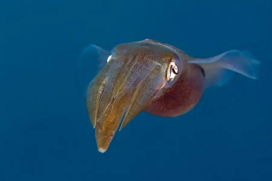 Список литературы по кальмарам. Часть 2 Список литературы по кальмарам. Часть 2