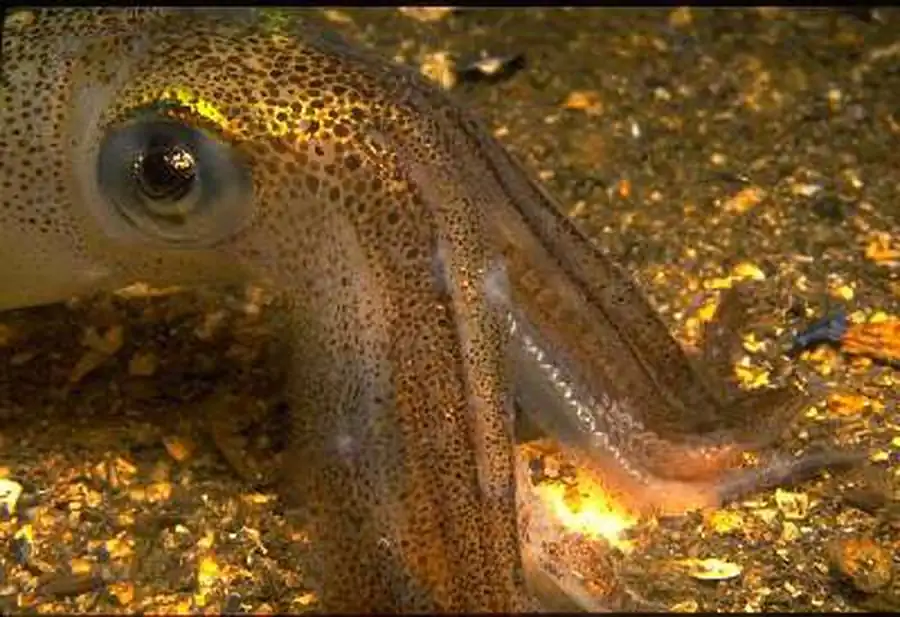 Список литературы по кальмарам. Часть 3 Список литературы по кальмарам. Часть 3