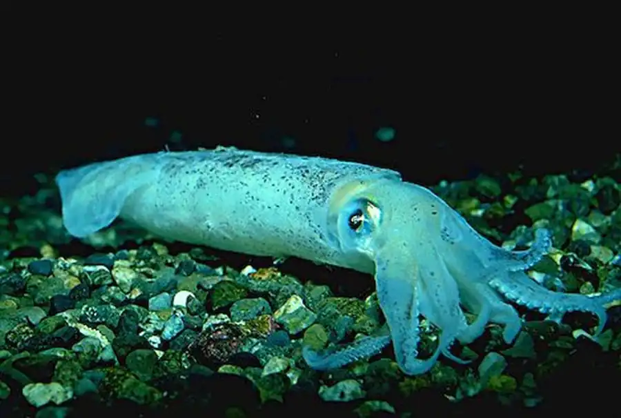 Список литературы по кальмарам. Часть 4 Список литературы по кальмарам. Часть 4