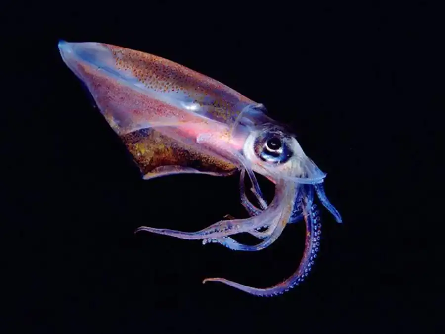 Список литературы по кальмарам. Часть 5 Список литературы по кальмарам. Часть 5