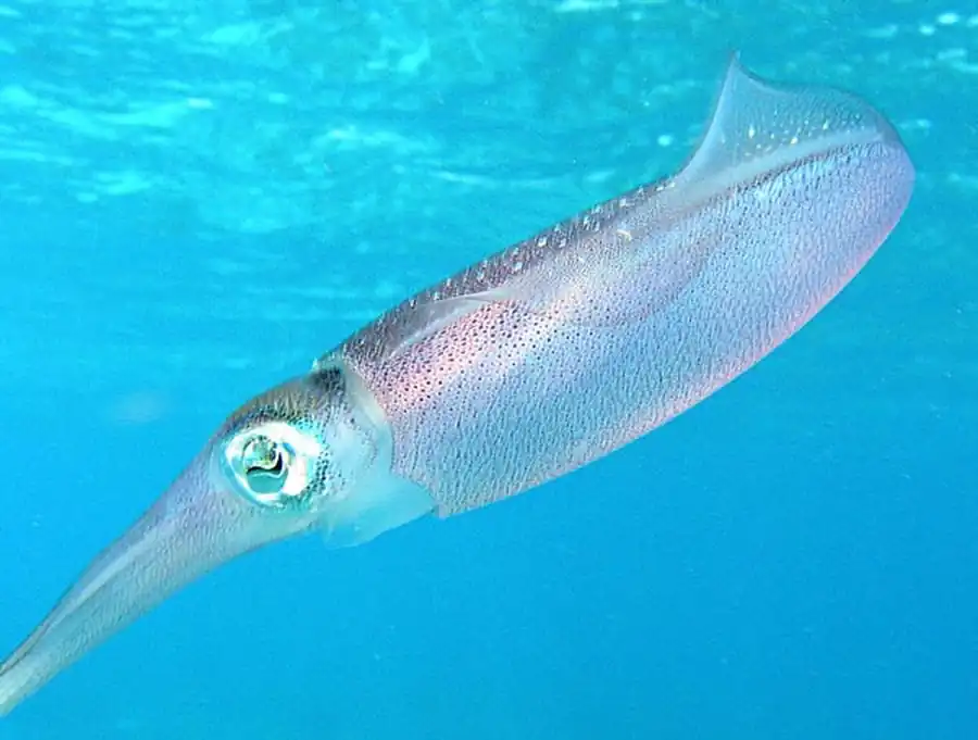 Список литературы по кальмарам. Часть 7 Список литературы по кальмарам. Часть 7