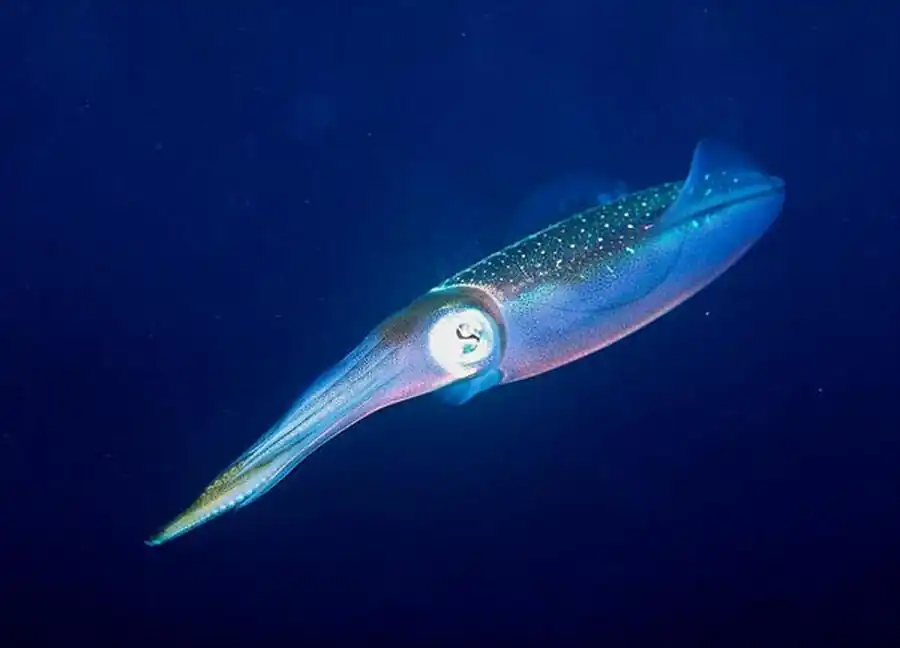 Список литературы по кальмарам. Часть 8 Список литературы по кальмарам. Часть 8