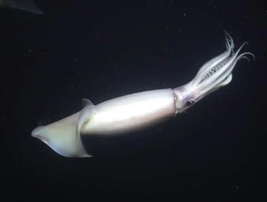 Список литературы по кальмарам. Часть 9 Список литературы по кальмарам. Часть 9