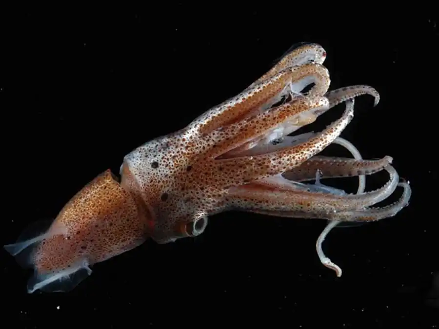 Список литературы по кальмарам. Часть 10 Список литературы по кальмарам. Часть 10