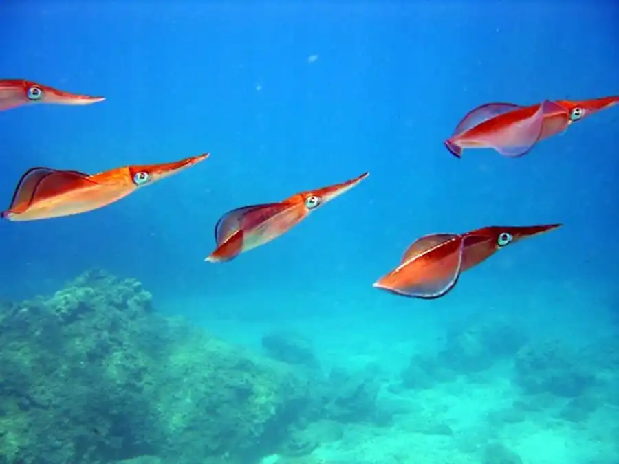 Индивидуальная биография кальмаров Индивидуальная биография кальмаров